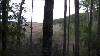 Deer hunt the Marsh  Bear Island WMA [upl. by Nylemaj159]