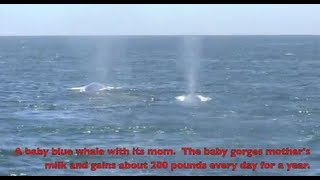 Baby Whale and Mommy Close Up  KID Science Preschool  3rd Grade [upl. by Apurk]