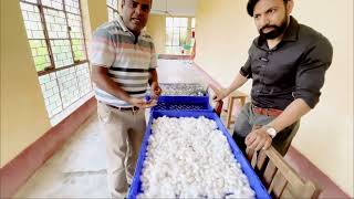 Deflossing of cocoons  how it increase prices amp quality of silk cocoons  monsoon crop 2023 [upl. by Flavia]