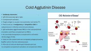 Part 1Cold Agglutinin DiseaseTheoritical [upl. by Hunger]