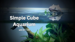 Planted Cube Aquarium with DIY CO2 [upl. by Plossl]