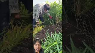 Jahe jahe panen agriculture satisfying farming farmer harvest farmers [upl. by Etnoel]