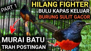 CARA MERAWAT MURAI BATU TRAH POSTINGAN AGAR MURAI BATU GACOR FULL MATERI [upl. by Zerlina]