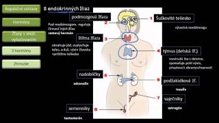 Biológia  Hormonálna sústava [upl. by Loree112]