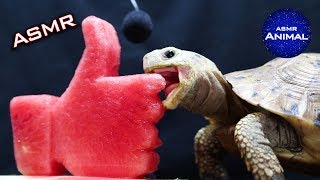 ASMR Mukbang Eating LIKE BUTTON 👍 Turtle Tortoise 41 [upl. by O'Gowan]