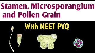 Stamen Microsporangium and Pollen grain  Sexual Reproduction in flowering plant  Biology NEET [upl. by Lengel]