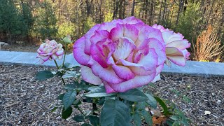 Cutting the last rose blooms for the season  Rainbow Rose Garden shuts down [upl. by Lingwood]