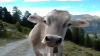 UNA VACA CONTANDO CHISTES [upl. by Melisse991]