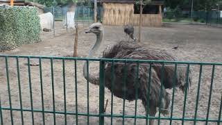 Struț la grădin zoologică din Craiova ostrich [upl. by Richardo]