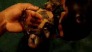 2 FAT 2 MONTH PREGNANT MIN PINS MINIATURE PINSCHERS [upl. by Charin]