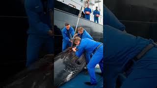 Heroes of the sea save critically injured humpback whale from death [upl. by Tterrej]