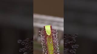 Sundew catches a moth [upl. by Osmond]