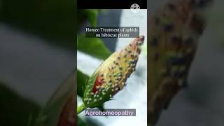 how to get rid of aphids in hibiscus planthomeogardening agrohomeopathy [upl. by Kristine262]