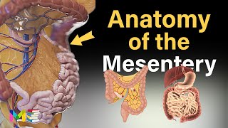 MESENTERY ANATOMY A Recently Discovered Human Organ [upl. by Amery]