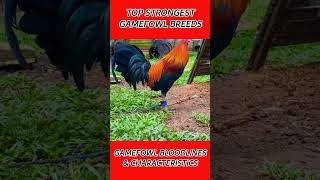 Can you guess shorts rooster gamefowl [upl. by Tiana]