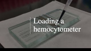 Loading a Sample into a Hemocytometer [upl. by Leanor]