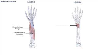 Anatomy of the Forearm  Muscles and Tendons  Lesson 1 [upl. by Elpmet]