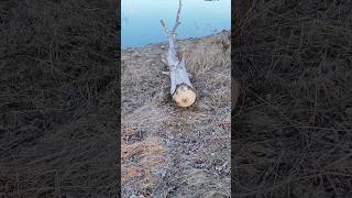 Beaver Cutting Trees Down 🌳 shorts beavers nature tree [upl. by Kleinstein866]