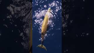 Cuviers Beaked Whale  The deepest diving Cetacean shorts whale viral [upl. by Eirena707]