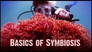 Symbiosis Mutualism Commensalism and Parasitism [upl. by Kienan]