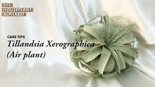 Tillandsia Xerographica Air Plant Plant Care Tips  The Houseplant Alphabet [upl. by Moskow990]