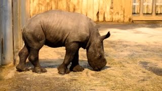 Shango le bébé rhinocéros blanc au Zoo dAmnéville [upl. by Redla]