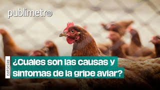 ¿Cómo se contagia y cuáles son los síntomas de la gripe aviar AH5N2 [upl. by Ellehcor577]