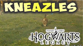 HOGWARTS LEGACY HOW TO GET KNEAZLE FUR [upl. by Intyrb]