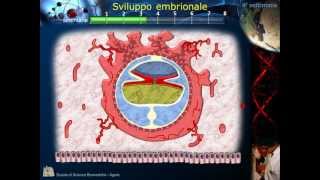 Embriologia  Lezione 2 Morula Blastula Impianto Gastrula e ripiegamento [upl. by Alick]