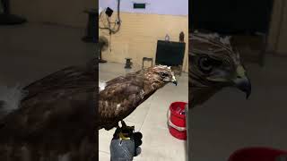 Camon buzzard chimsanmoi sanbandongvathoangda eagle ytshorts [upl. by Yrannav]