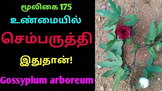 செம்பருத்தி செடி Sembaruthi original flower plantGossypium Arboreum semparuthi chediAlasalஅலசல் [upl. by Nagel]