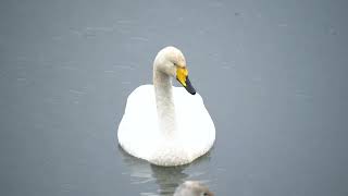 whooper swan [upl. by Marcie32]