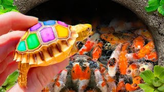 WowCatching Strange Fish In Giant Surprise Colorful koi Kim Kim Fish Three Tailed Fish Catfish642 [upl. by Lah]