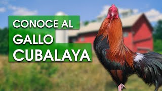 Gallo Cubalaya 🐔 Características temperamento  historia y más [upl. by Nosyla]