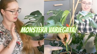 💚🤍 Monstera Deliciosa Variegata  cięcie ukorzenianie i przesadzanie [upl. by Heim]