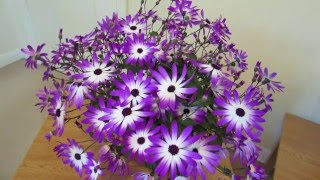 Senetti Care [upl. by Nirad]