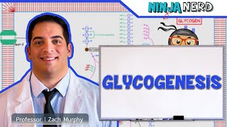 Metabolism  Glycogenesis [upl. by Alleyn181]