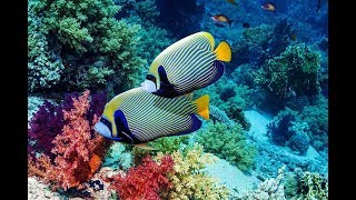 Snorkeling in Pigeon Island  Trincomalee Sri Lanka [upl. by Merlina]