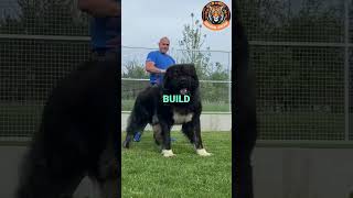 Top 5 Fearless Dog Breeds That Can Take Down a Tiger 🐅💪 [upl. by Letsirk746]