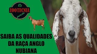 Saiba as qualidades da raça Anglo Nubiana [upl. by Navada]