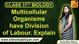 Q9 Multicellular organisms have division of labour ExplainCBSE Class 11 Biology [upl. by Einad]