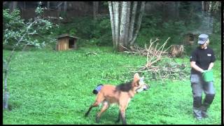 Feeding the Maned wolf  Nordens Ark [upl. by Enywad642]