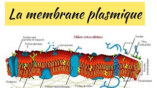 🔴CYTOPHYSIOLOGIE CELLULAIRE  structure et architecture de la membrane plasmique [upl. by Ferwerda]