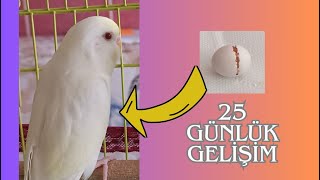 Cremio Muhabbet Kuşu 25 Günlük Gelişimi Yumurtadan Uykucu Şirine [upl. by Enomsed944]