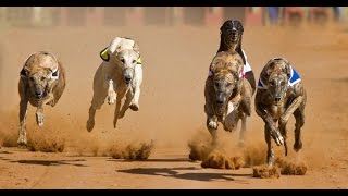 Top 10 Fastest Dog Breeds in the World [upl. by Carolee608]