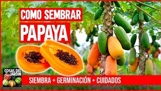 COMO SEMBRAR PAPAYA  CULTIVO SIEMBRA Y CUIDADOS [upl. by Aldon]