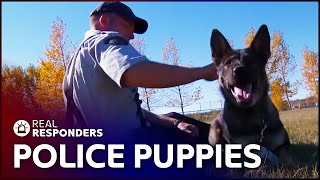 The Beginning Of A Police Dogs Career  K9 Mounties  Real Responders [upl. by Aztinay273]