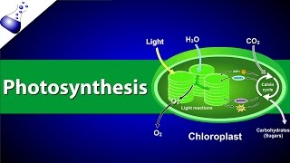 Photosynthesis Intro and LightDependent Reactions [upl. by Dawkins]