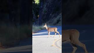 The Noble Deer Crossing wildlife deersighting deerwatching deer [upl. by Valorie272]