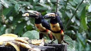 Collared Araçari in Costa Rica [upl. by Shanan]